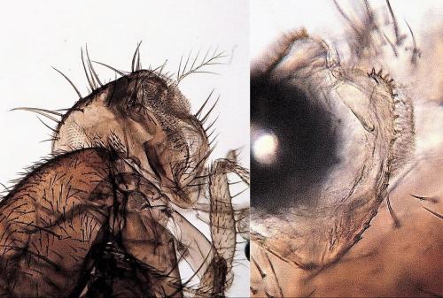 Drosophila simulans